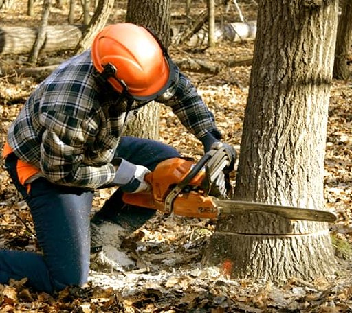 Tree Removal in Holladay, TN